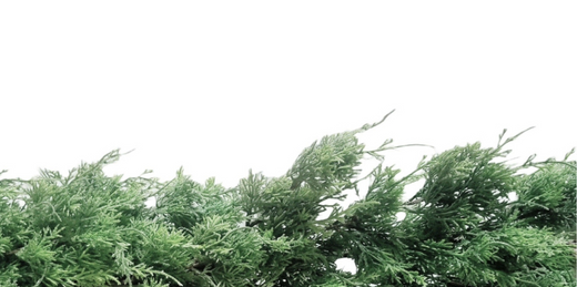 2025 Styling Tips for Decoration with Greenery: Ideas for Every Corner of Your Home