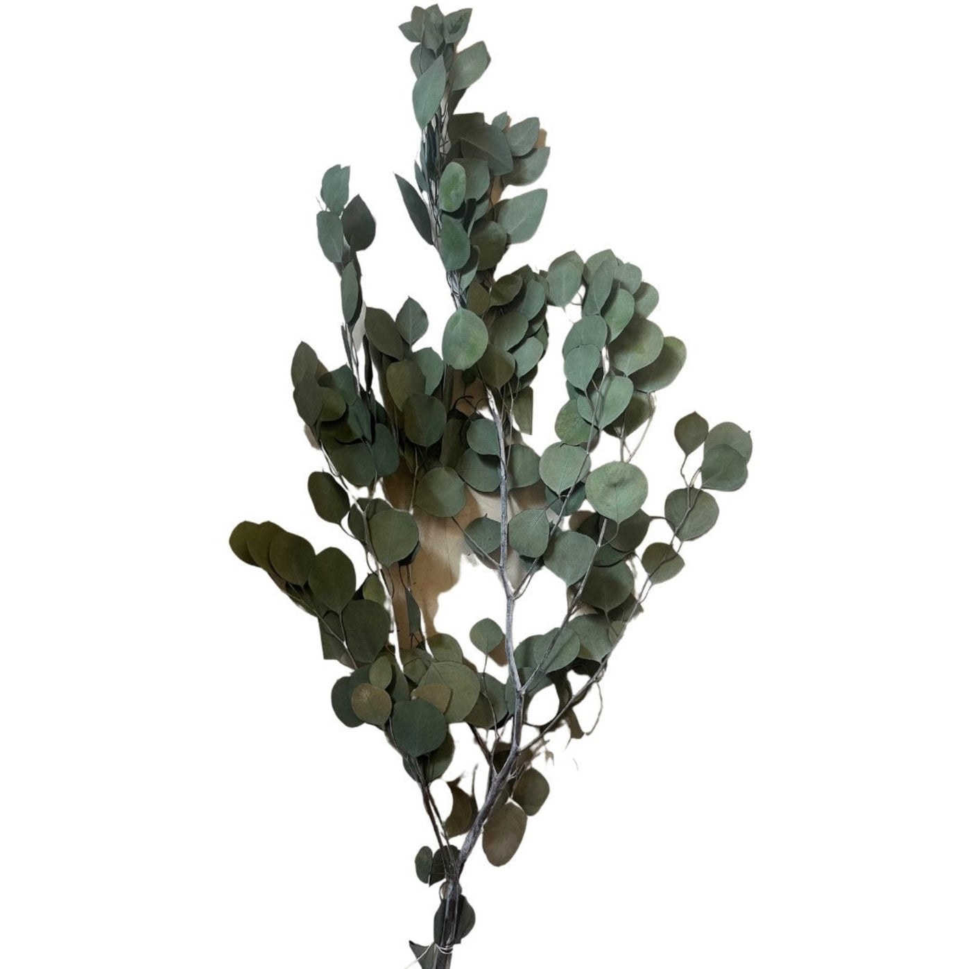 Eucalyptus Stems