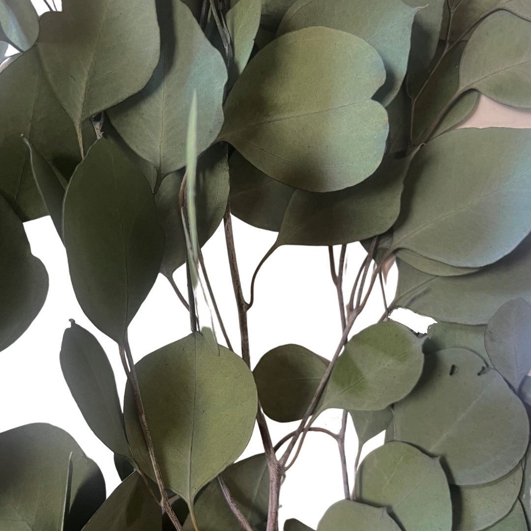 Eucalyptus Stems  - SKU: 01-1283GR - Preserved Silver Dollar 