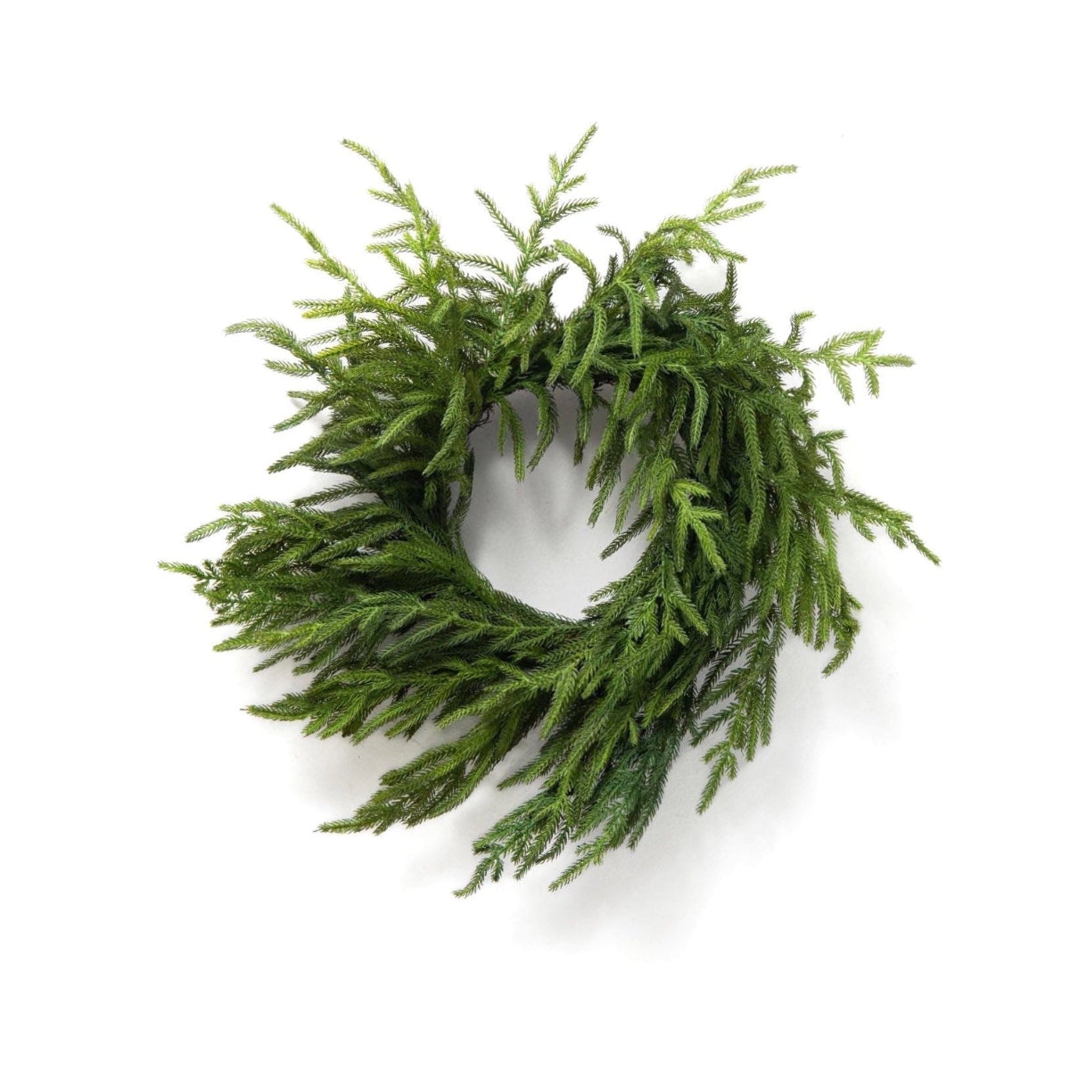 Fresh Touch - Mini Norfolk Pine - 16 inches