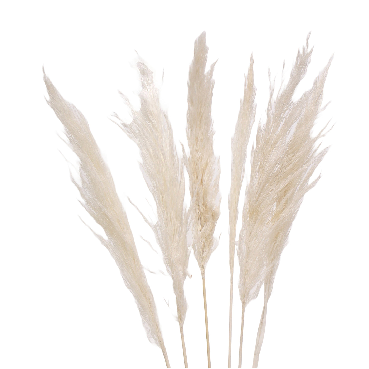 White Pampas Grass Stems 30" 