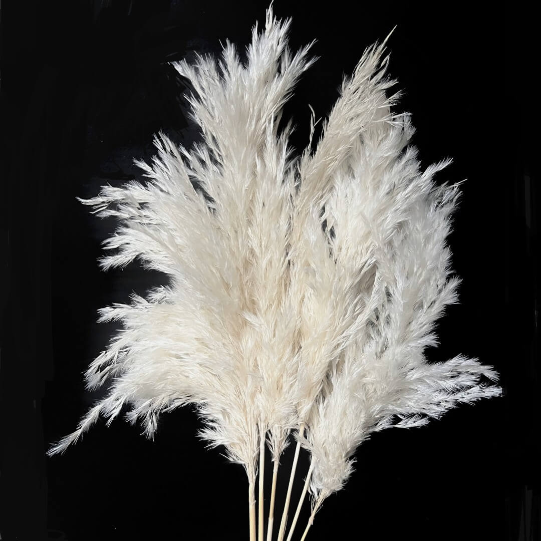 Pampas Grass, White 30"