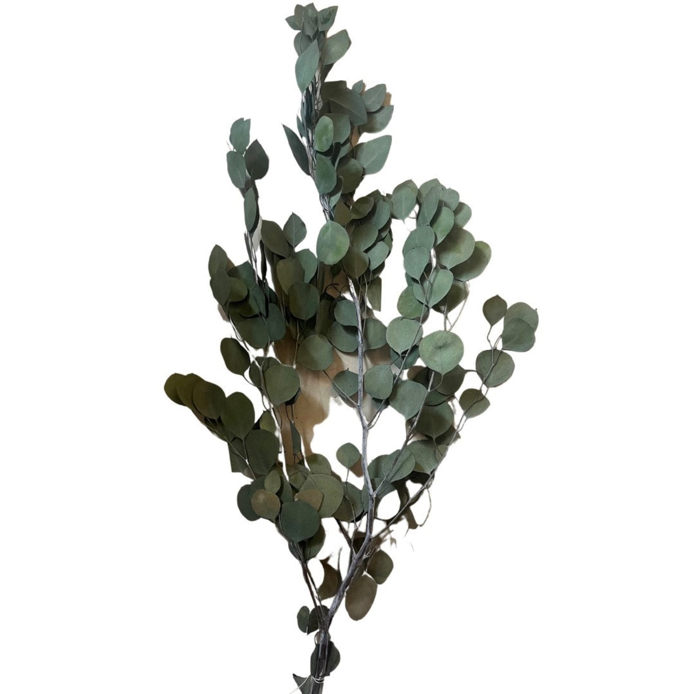Silver Dollar Eucalyptus is natural and preserved. Perfect for floral arrangements, bouquets, events, and DIY décor.