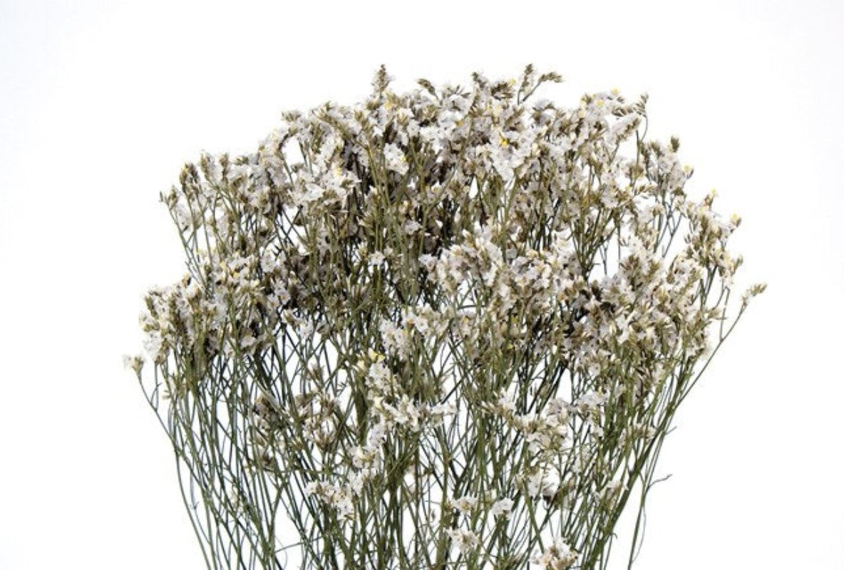 Preserved White Statice Bouquet