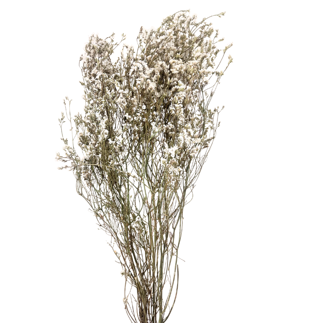 Preserved White Statice Bouquet