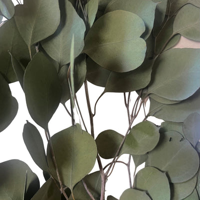 Dark Green, Preserved Eucalyptus stems. Silver dollar, round in shape. SKU: 01-1283GR