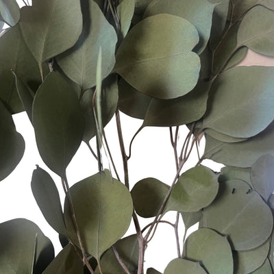 Silver Dollar Eucalyptus Stems  - Preserved. SKU: 01-1283GR 