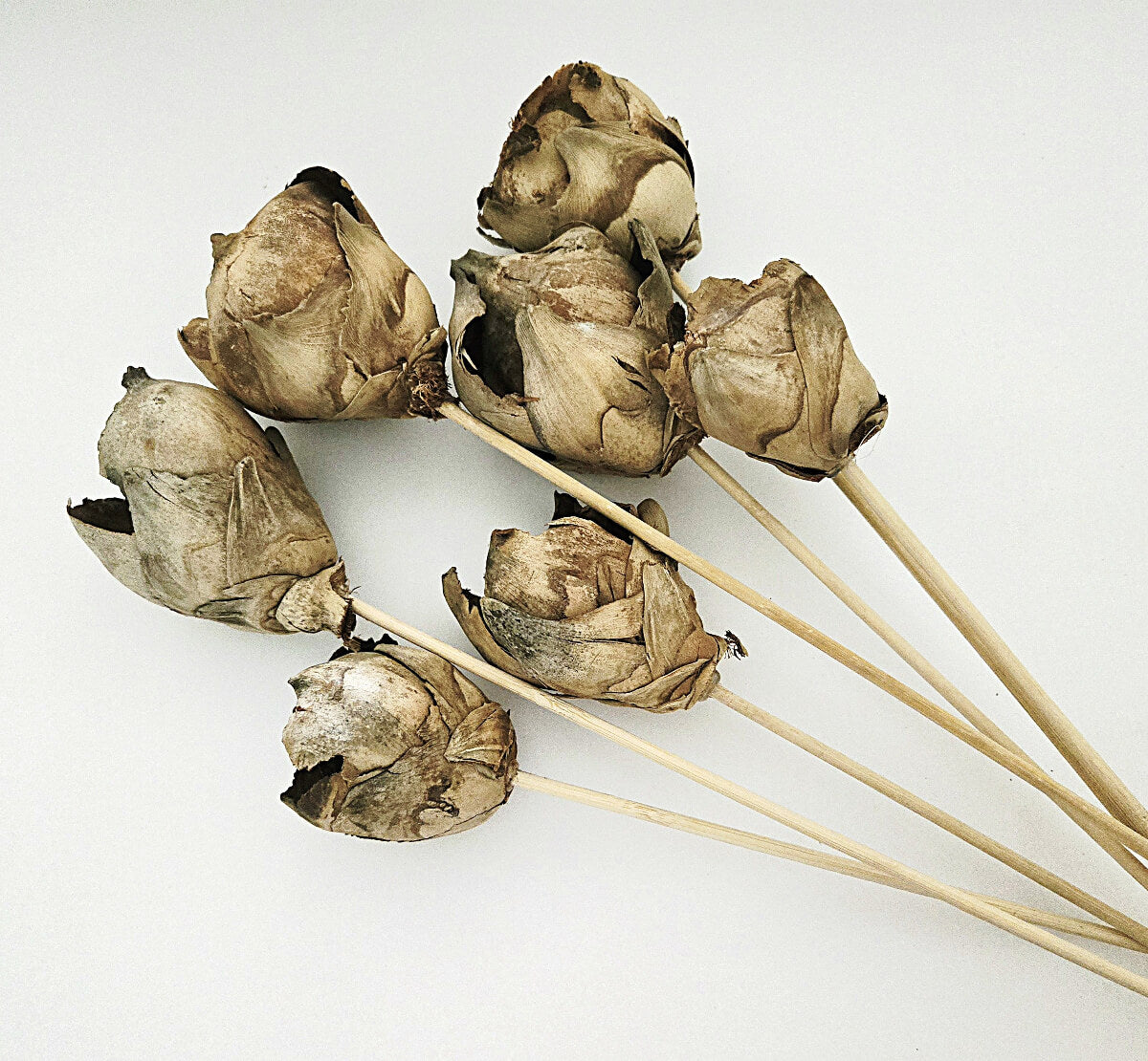 Coco Roses