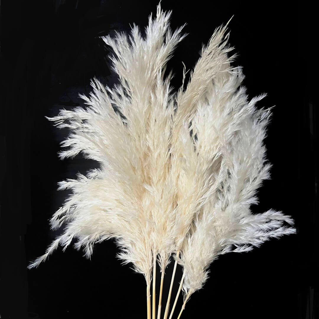 Off White Pampas Grass - 30 inch (14 inch fluff)