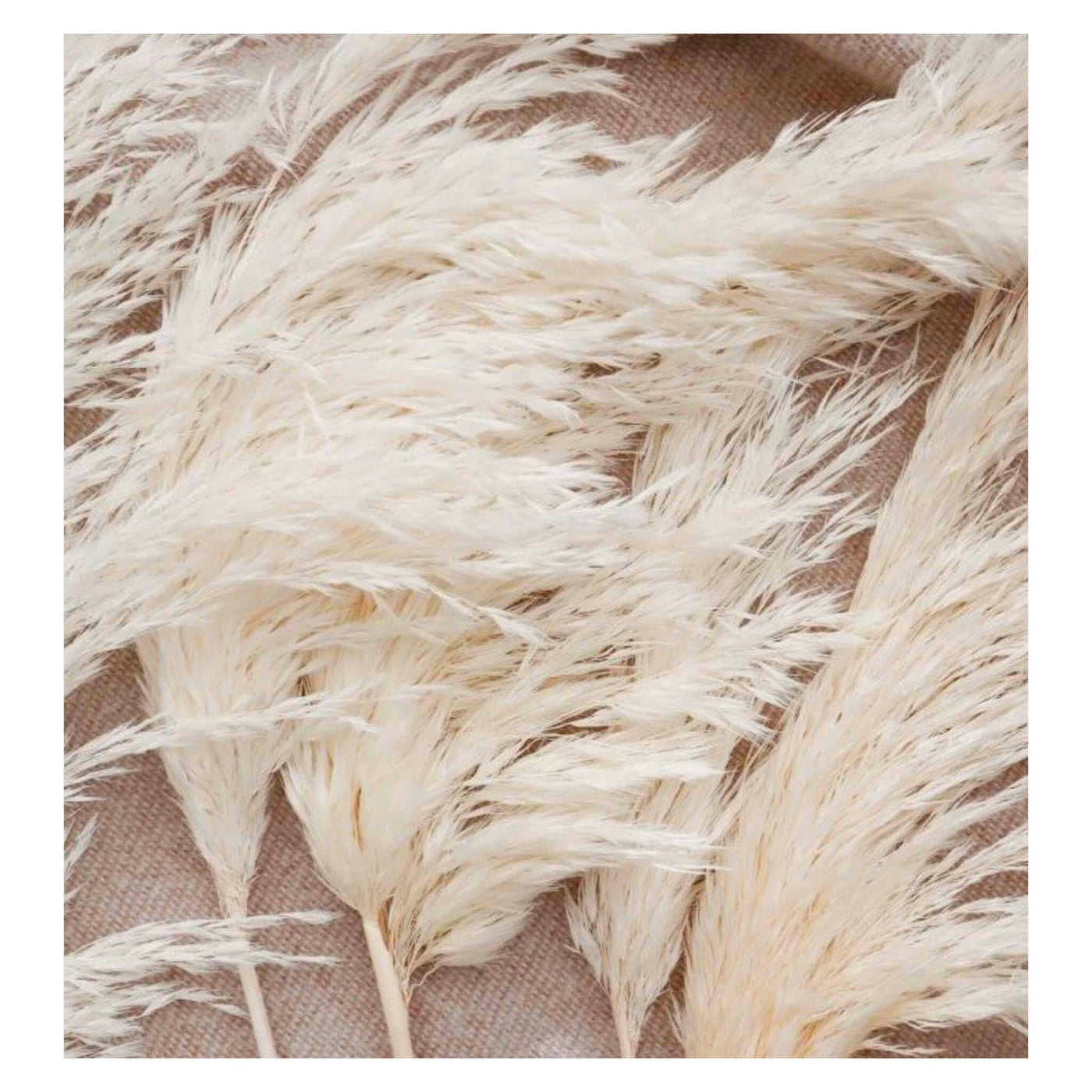 off white Pampas Grass 30"