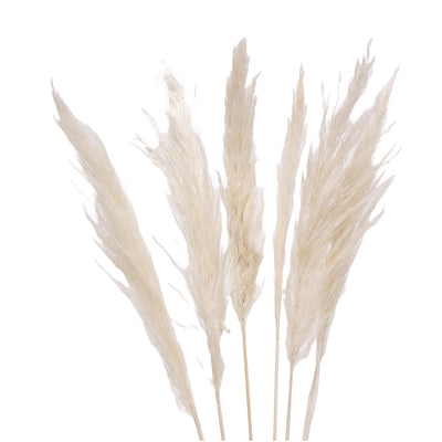 Pampas Grass, White 30"