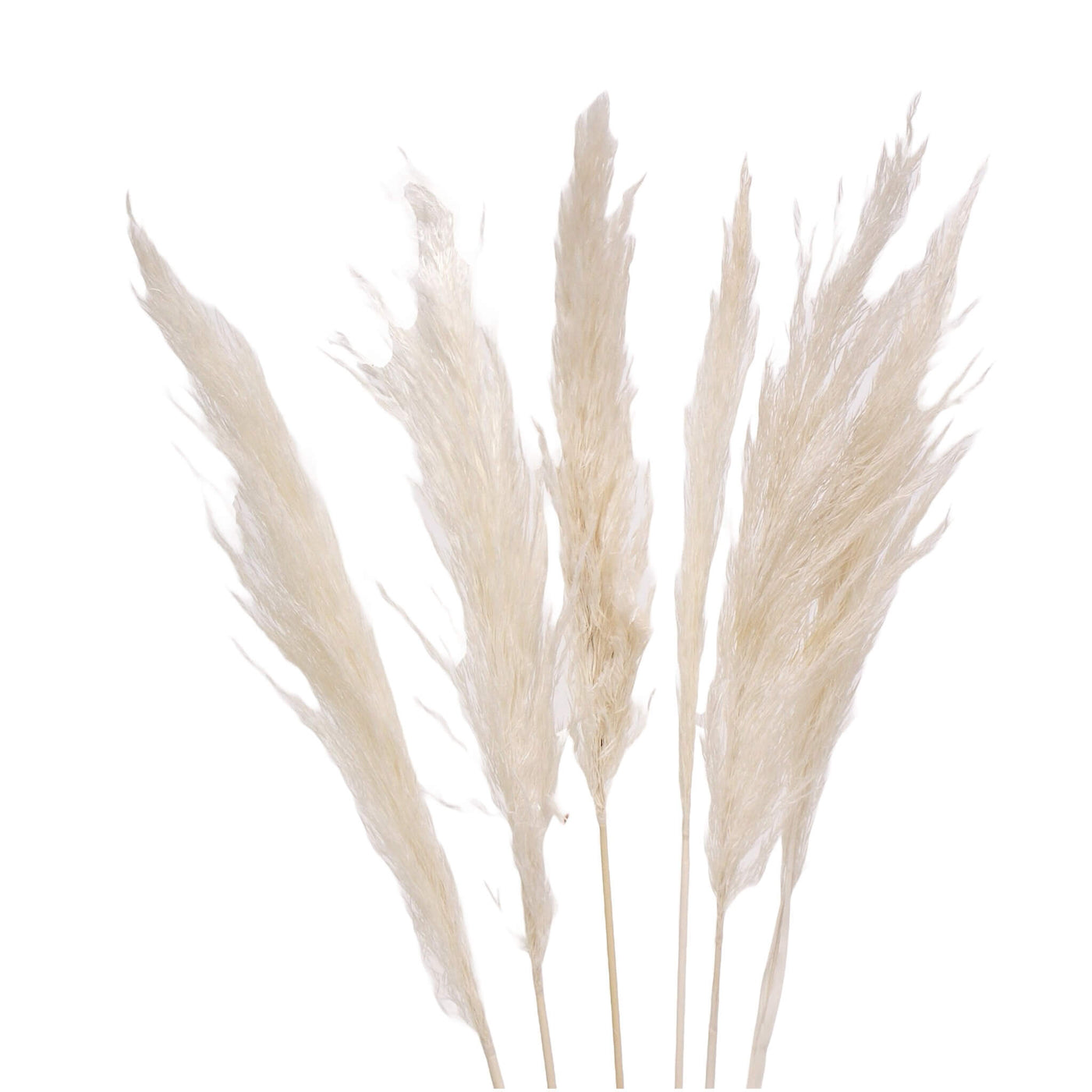 White Pampas Grass  - 30"