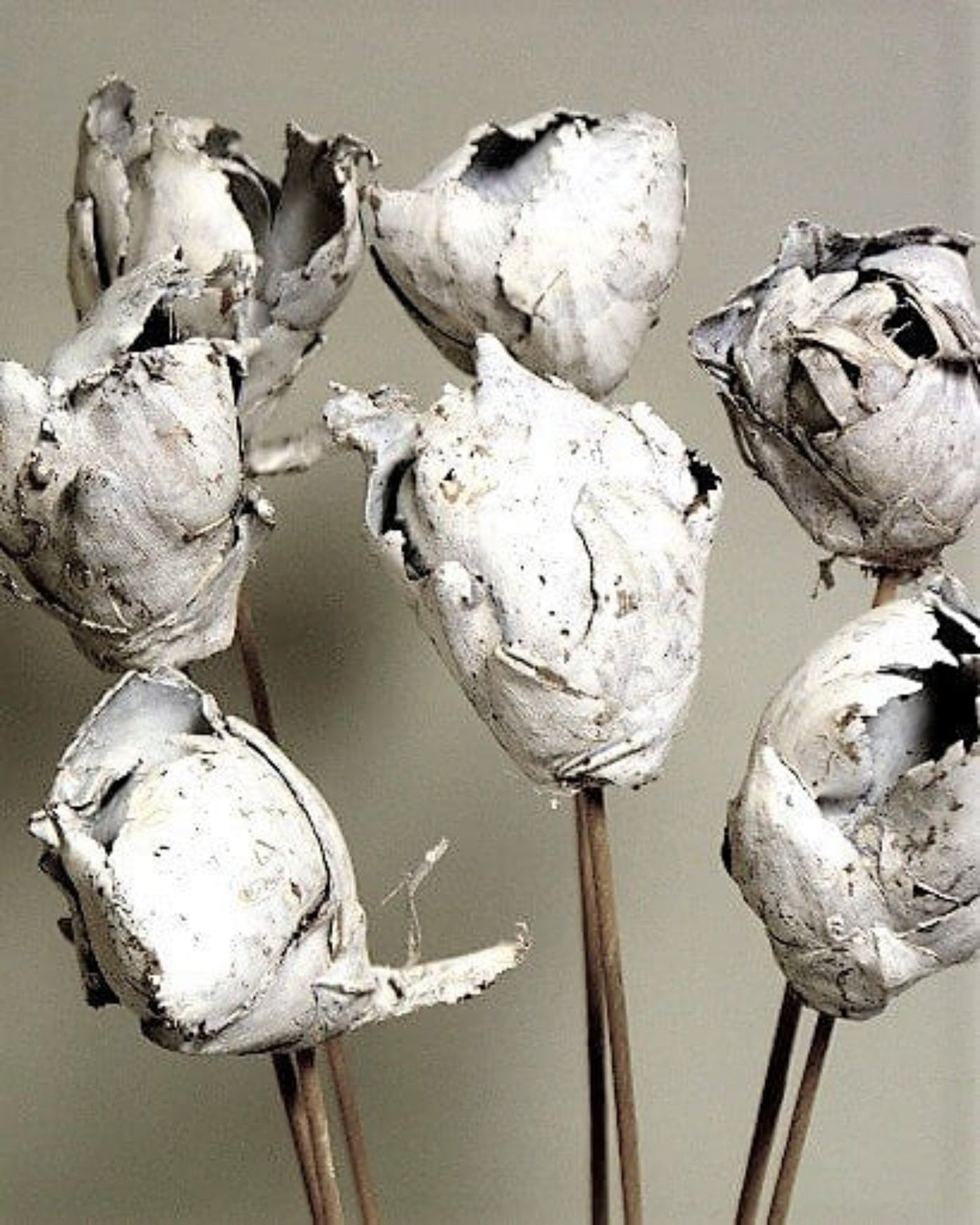 Whitewash Dried Coco Roses: Dried flowers 3" rose, includes 7 long stems.