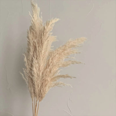 Pampas Grass - Creamy Beige - Natural Dried  30"