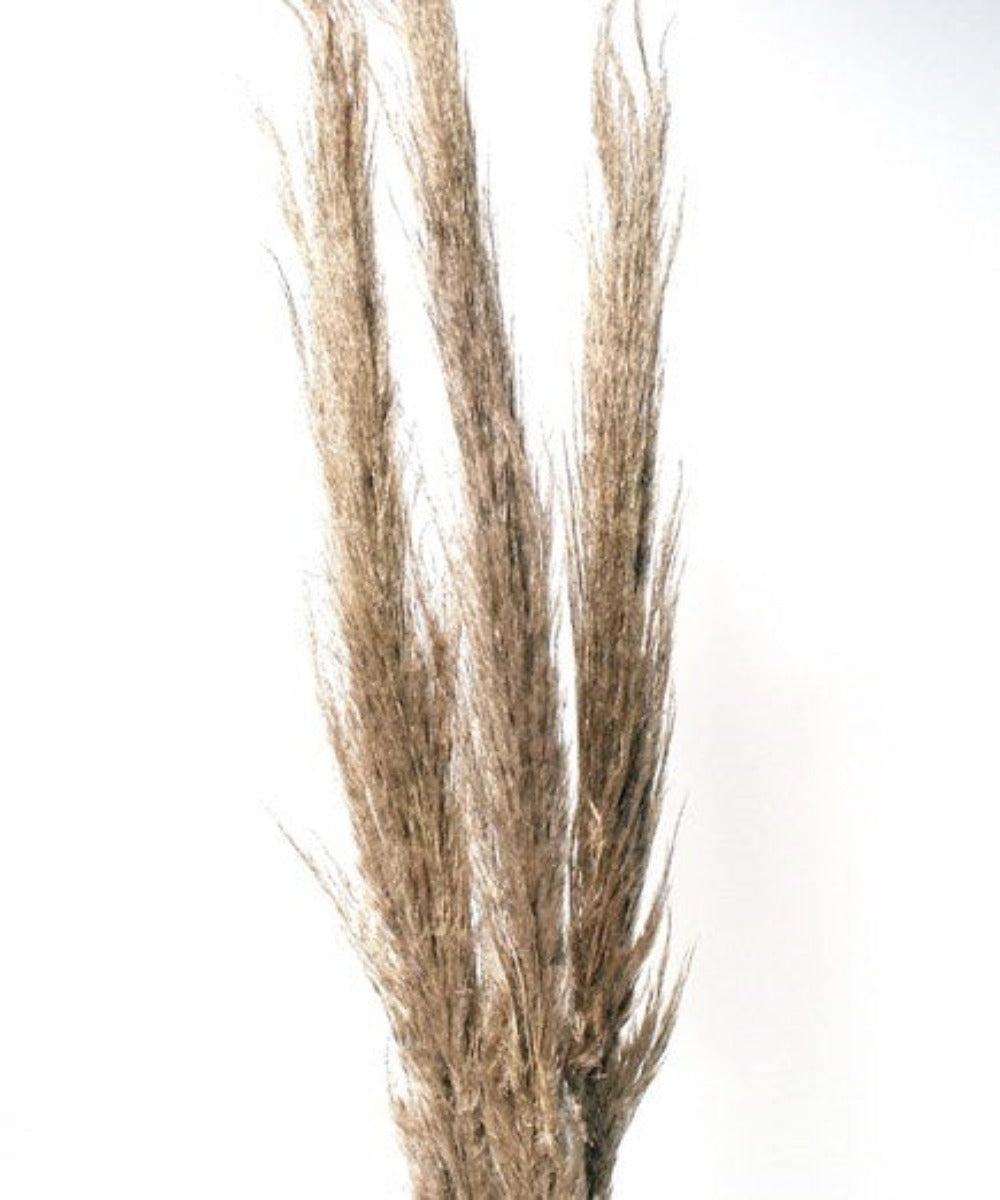 Feather Pampas Grass: Color Tan, Size 40"